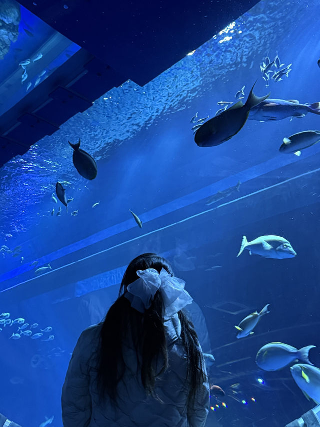 [okinawa]DMM Kariyushi水族館