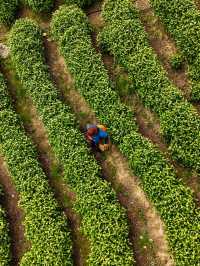 Anji Tea Plantation – A Serene Escape into Hangzhou’s Green Tea Paradise