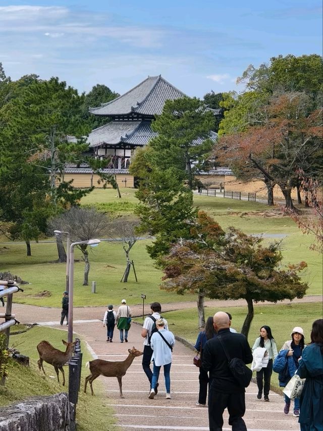 Tōdai-ji, Nara - Home of the Great Buddha and Sacred Deer