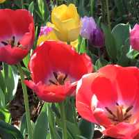 🌷横浜公園のチューリップと近場観光の組み合わせプラン