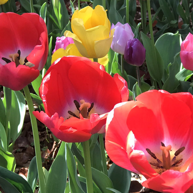 🌷横浜公園のチューリップと近場観光の組み合わせプラン