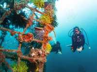 ดำน้ำที่ สิปาดัน สวรรค์ใต้น้ำ มาเลเซีย