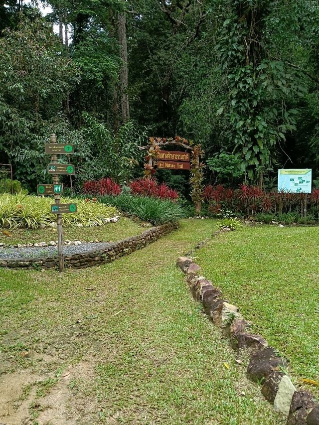 ป่าในเมือง – ระนอง