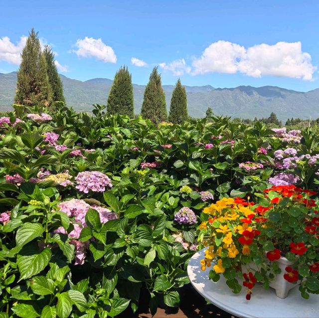 親子遊好去處！靚爆花海🌻聽花谷-麗江百花園