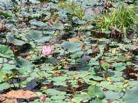 Paya Indah Wetlands