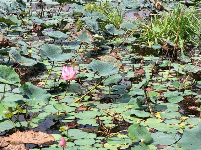 Paya Indah Wetlands