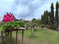 Dragon Fruit Eco Farm