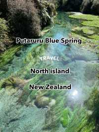 Putaruru Blue Spring (Te Waihou Walkway)