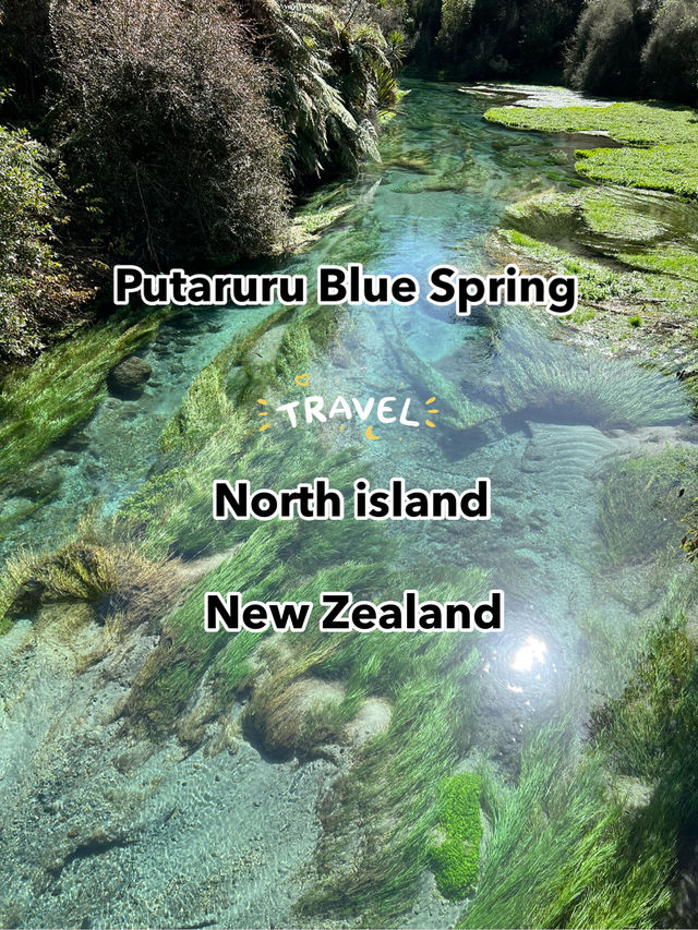 Putaruru Blue Spring (Te Waihou Walkway)