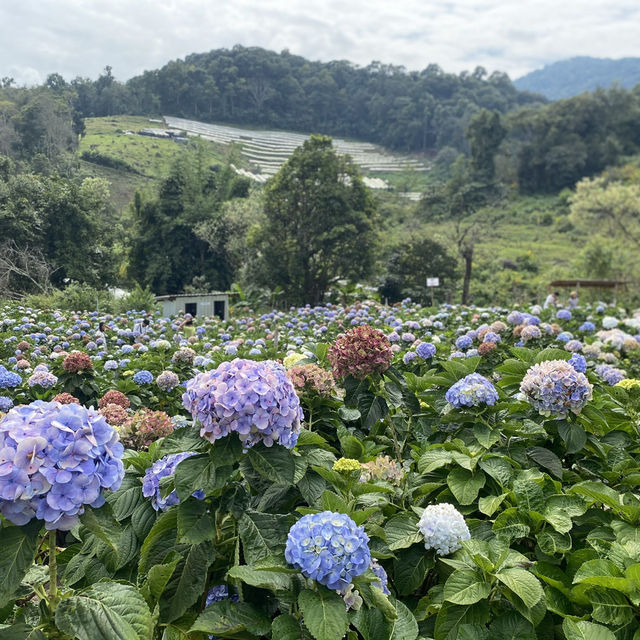 🌸💙 ปล่อยใจจอย ๆ ที่ทุ่งไฮเดรนเยีย สวนคุณทองดี 💙