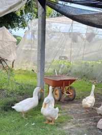 ฟาร์มควาย & mini zoo ที่ฉะเชิงเทรา