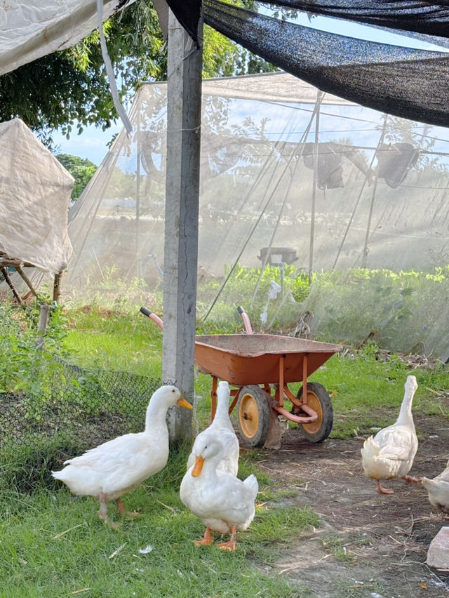 ฟาร์มควาย & mini zoo ที่ฉะเชิงเทรา