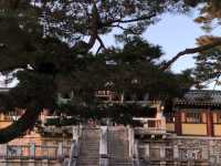 🕊️ 경주, 불국사와 석굴암에서 만난 신비로운 역사