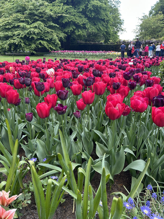 Tulip Magic Awaits🌷 Tulip Magic Awaits🌷
