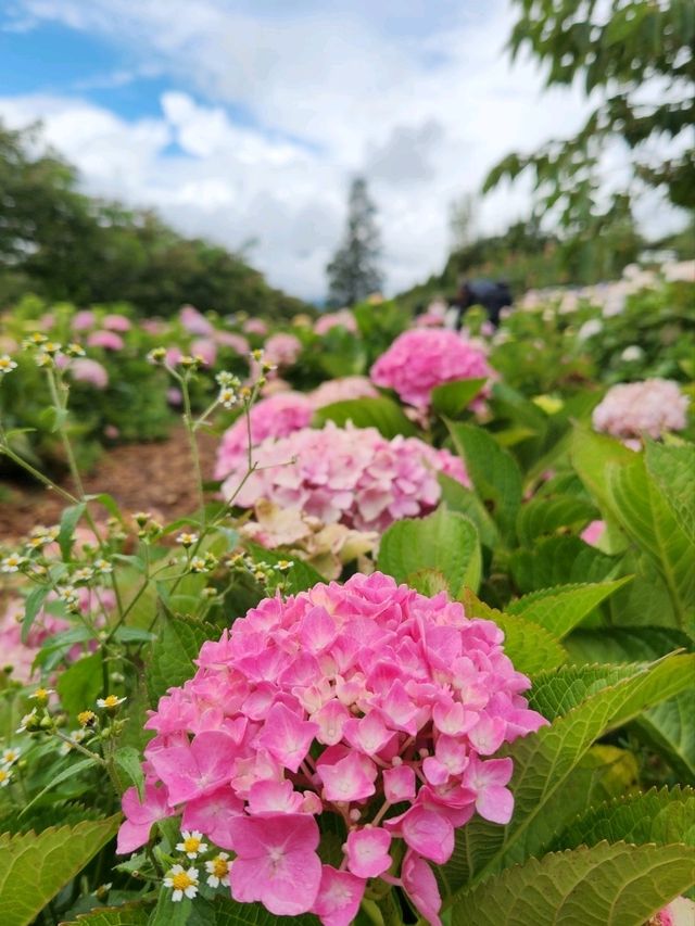 Lijiang Blooms🌷 Lijiang Blooms🌷
