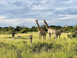 Hwange National Park: A Haven for Wildlife and Wilderness