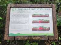 Forest Bathing at Doi Inthanon: Chill Vibes + Epic Scenery