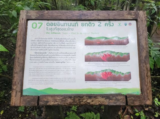 Forest Bathing at Doi Inthanon: Chill Vibes + Epic Scenery