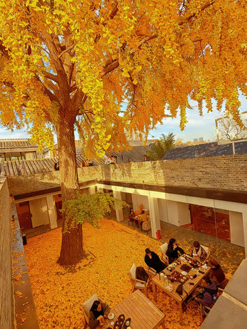 百年銀杏樹下的下午茶 百年銀杏樹下的下午茶