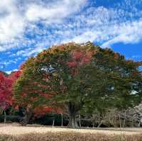 伊豆全景公園免費足湯、修善寺紅葉公園🍁