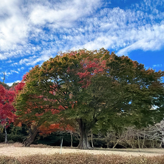 伊豆全景公園免費足湯、修善寺紅葉公園🍁