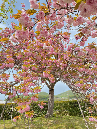 兵庫県】今からでも間に合う遅咲き桜スポット2026年 | Trip.com 小野