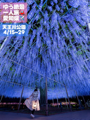 2026年 津島藤の花見おすすめ| Trip Moments