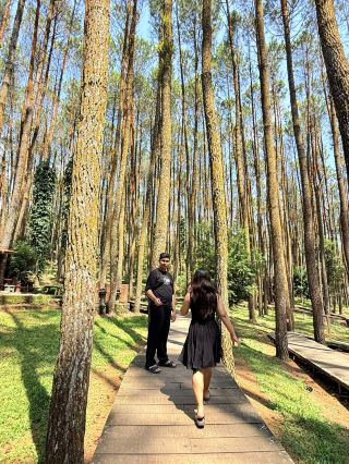 마법 같은 망구난 소나무 숲 풍경🌲