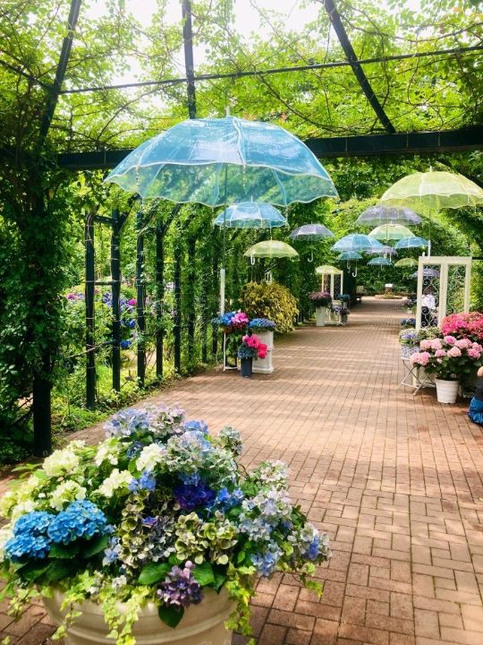 A Hydrangea-Viewing Trip to Visit in June [More Than Just Roses