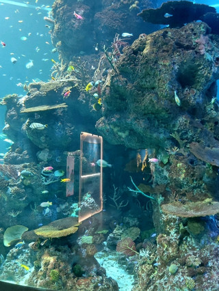 Escape to another world @ Singapore Oceanarium