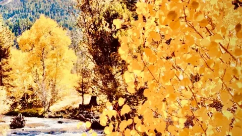 西班牙坎塔布里亞 Collados del Asón 苔蘚山毛櫸森林峽谷 — traveler post in 桑坦德