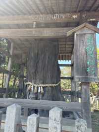 【熊本県・阿蘇】 2000年の歴史を誇る、阿蘇の総鎮守