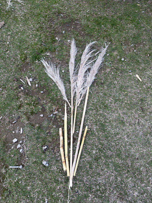 端午節假期💜遊歷紐西蘭紅木森林公園🌲