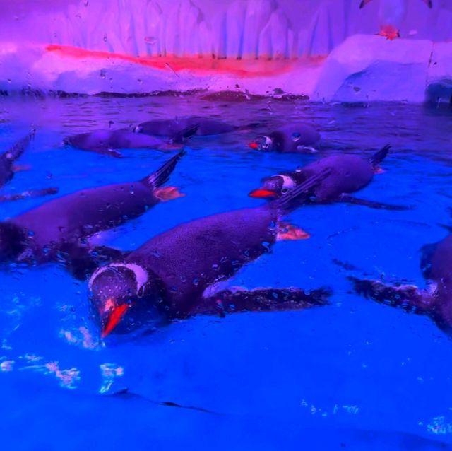 SEA LIFE Bangkok Ocean World