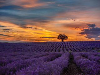 Lavender Fields in Provence, France