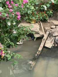 Shanghai Zoo: A Green Escape in the City
