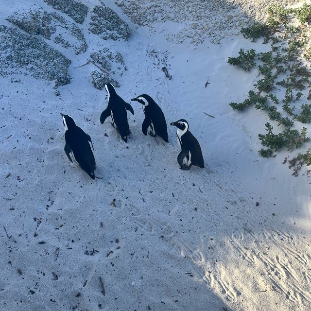 Boulders penguin sanctuary 