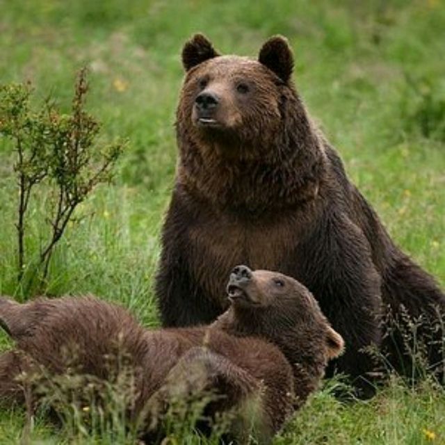 🐻 Liberty Bear Sanctuary