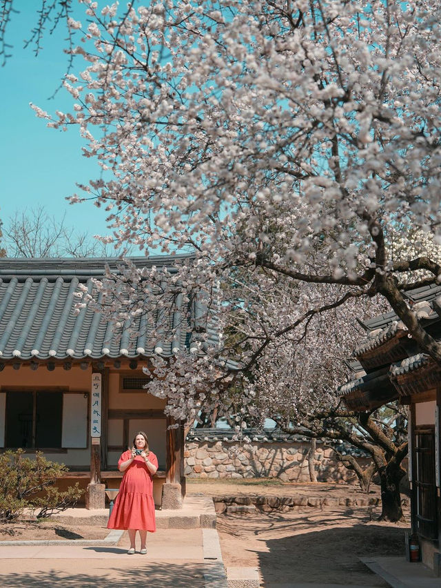 🌸 추사고택 💕