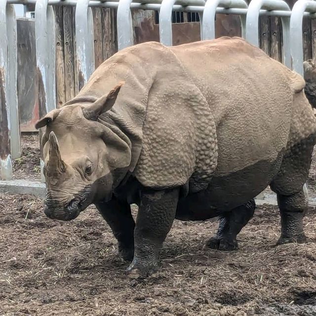 🐨多摩動物公園🦝超級大的動物園，與動物近距離互動