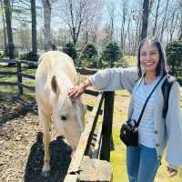 Horse riding park in Hokkaido 🇯🇵 