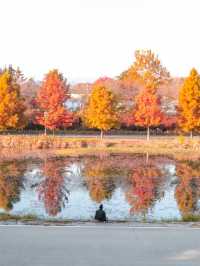 담양 관방제림 🍁