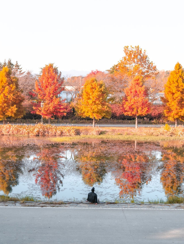 담양 관방제림 🍁