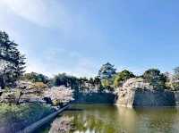 櫻花之地名古屋城