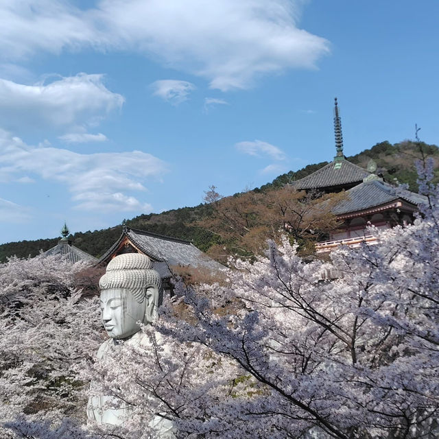 An ancient temple that seals eye diseases, which is famous for "Tsubosaka Reigenki"