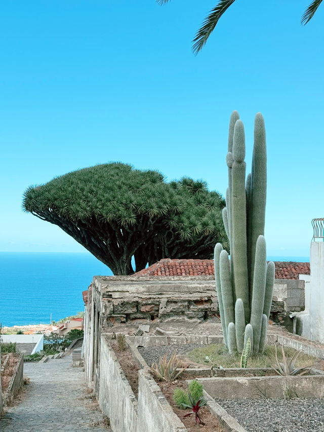 Parque del Drago: Tenerife’s Living Legend
