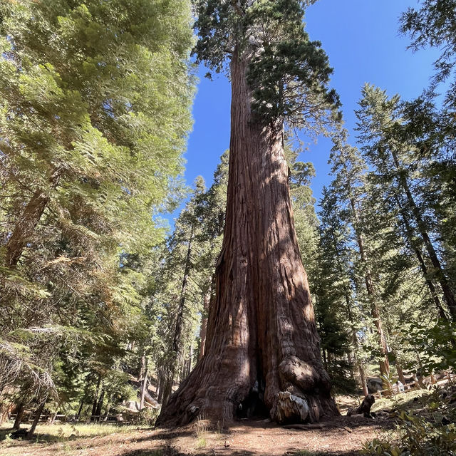 🌲 Land of Giants: Visit the General Sherman Tree 🌲