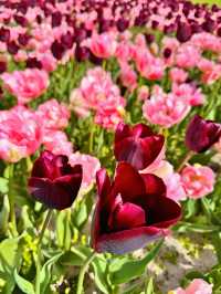 🌷 Hampton Court Palace in Bloom – The Best Time to Visit! 👑