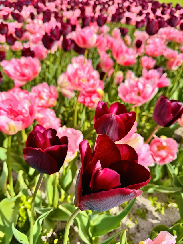 🌷 Hampton Court Palace in Bloom – The Best Time to Visit! 👑
