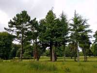 Dewstow Estate Caldicot, Highmoor Hill and Slade Wood 